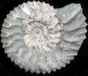 Pavlovia Ammonite Fossil - Siberia #29788-1